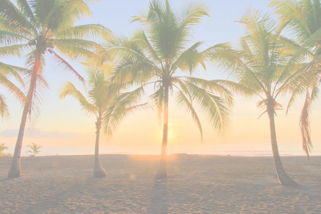 Scenic View of a tropical beach with palm trees while the sun is setting with a white filter place for retreat